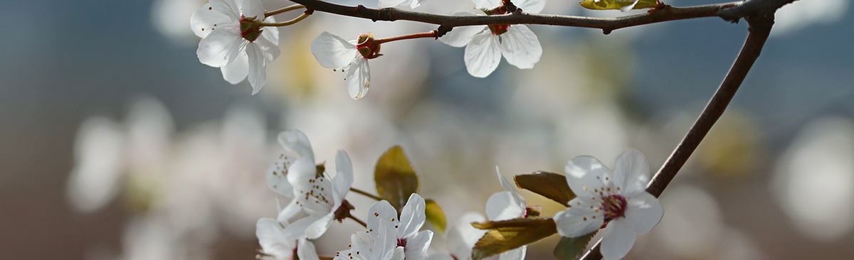 cherry-blossom-7843037_SMALL_BANNER.jpg
